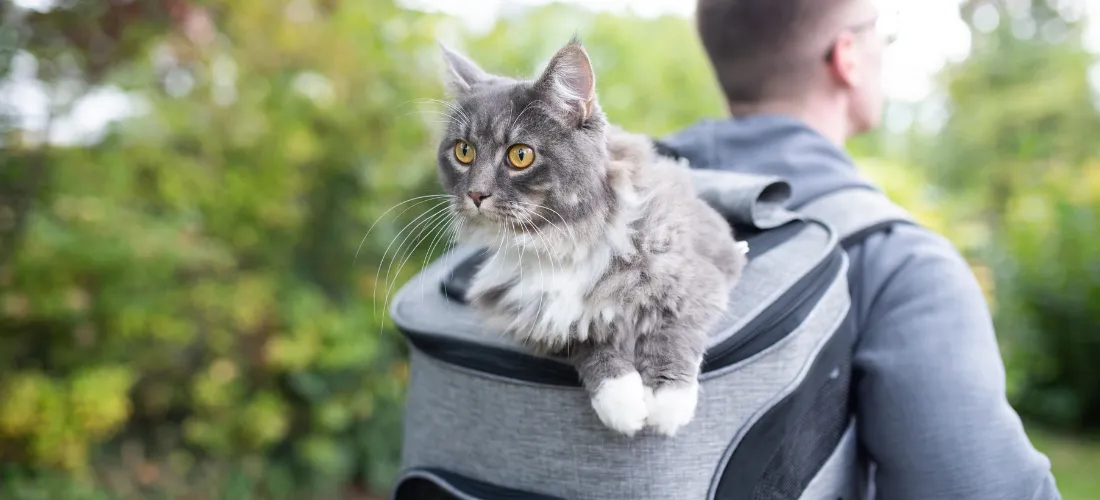 السفر مع القطط: لضمان رحلة مريحة وآمنة