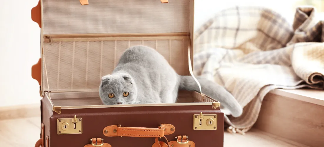 ترك القطط في المنزل عند السفر أم اصطحابها